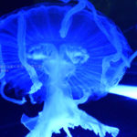 ［６］怪しげにただよう水族館のクラゲの姿