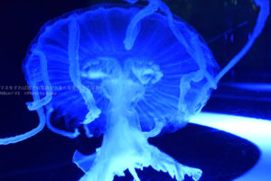 ［６］怪しげにただよう水族館のクラゲの姿