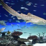 ［６］美しいサンシャインラグーンの世界