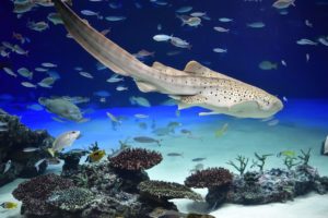 ［６］美しいサンシャインラグーンの世界