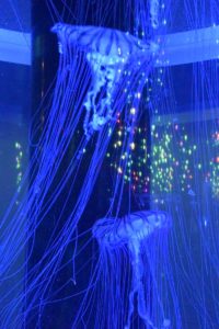 ［６］クラゲの傘に降り注ぐ色とりどりの光の玉