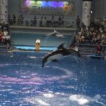 ［６］水族館でイルカのジャンプを撮ろう！！