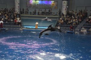 ［６］水族館でイルカのジャンプを撮ろう！！