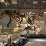 ［６］GWに貸切状態の上野国立科学博物館！！