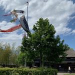 ［６］スッキリ青空を泳ぐ鯉のぼり