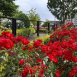 ［６］足立区の公園に咲いた満開のバラの花