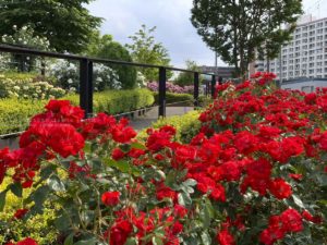［６］足立区の公園に咲いた満開のバラの花