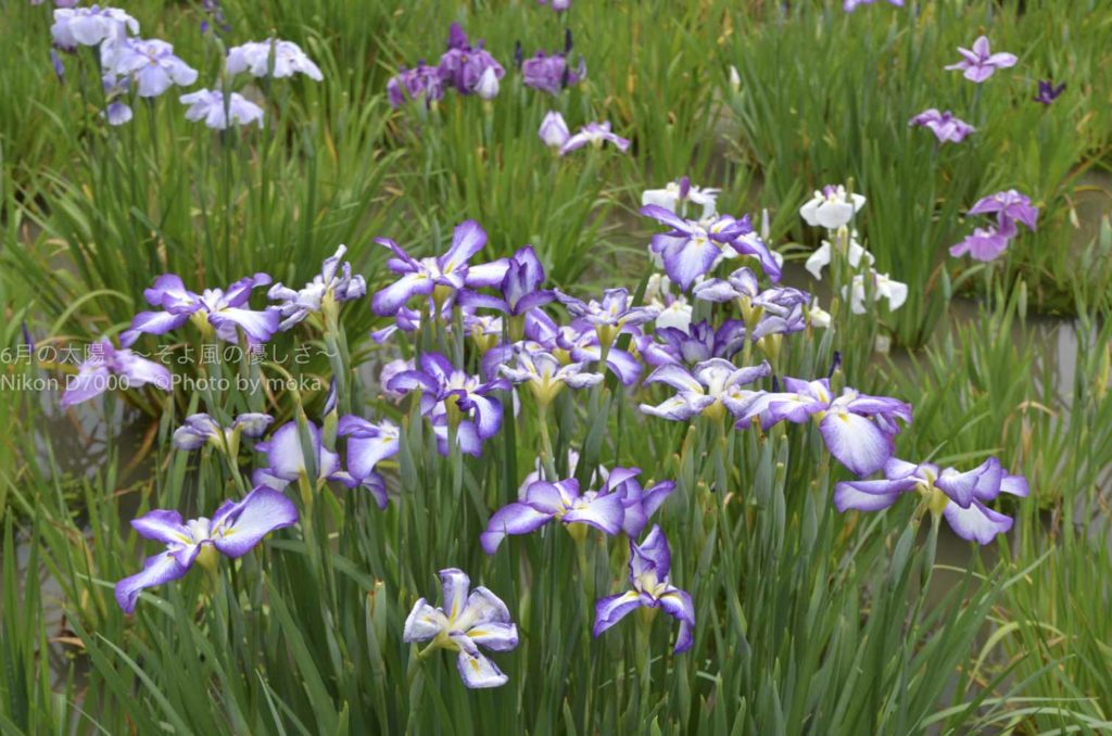 ［６］美しく咲く菖蒲の花は、羽を広げた蝶のよう！！