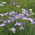 ［６］美しく咲く菖蒲の花は、羽を広げた蝶のよう！！