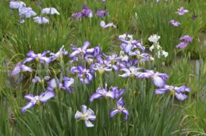 ［６］美しく咲く菖蒲の花は、羽を広げた蝶のよう！！