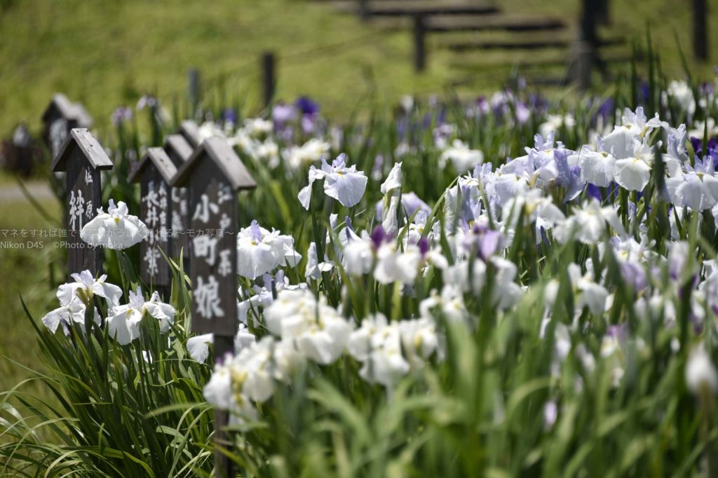 ［６］梅雨の合間に菖蒲の写真を撮ろう！！