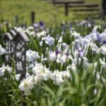 ［６］梅雨の合間に菖蒲の写真を撮ろう！！