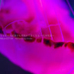 ［６］クラゲ七変化！！