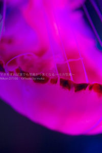 ［６］クラゲ七変化！！