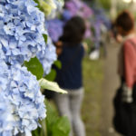 ［６］３５０ｍつづく飛鳥山公園のあじさいロード！