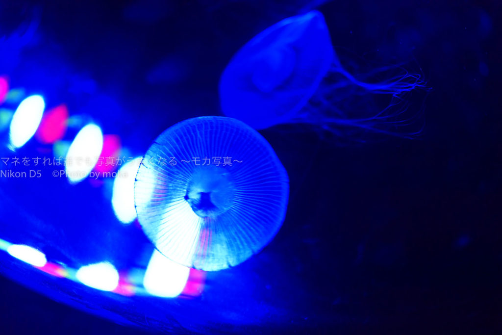 ［６］水族館でクラゲの姿を怪しげに撮る！！