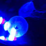 ［６］水族館でクラゲの姿を怪しげに撮る！！