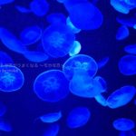 ［６］宇宙空間を漂うクラゲの姿