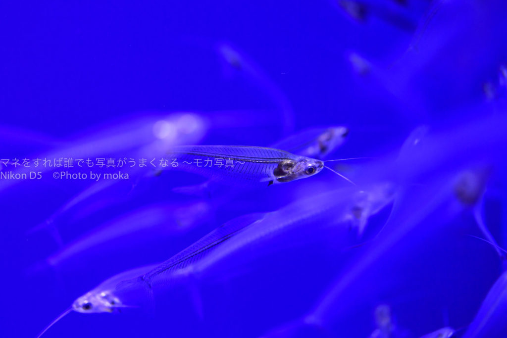 ［６］水族館のスケルトンな生き物たち！！