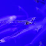 ［６］水族館のスケルトンな生き物たち！！