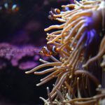 ［６］ファインディング「ニモ」と「ドリー」の次はあるかな？