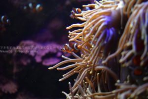 ［６］ファインディング「ニモ」と「ドリー」の次はあるかな？