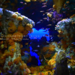 ［６］サンシャイン水族館の洞窟に咲く花