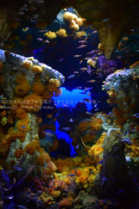 ［６］サンシャイン水族館の洞窟に咲く花