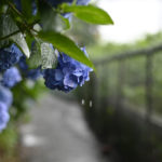 ［６］雨に濡れる紫陽花の姿