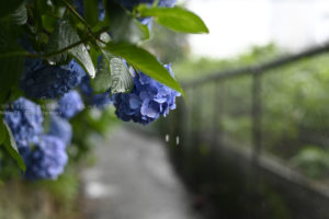 ［６］雨に濡れる紫陽花の姿
