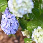［６］雨の中のアジサイは梅雨の風物詩