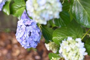 ［６］雨の中のアジサイは梅雨の風物詩