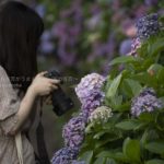 【東京の紫陽花の名所】王子、飛鳥山公園で紫陽花の写真を撮ろう