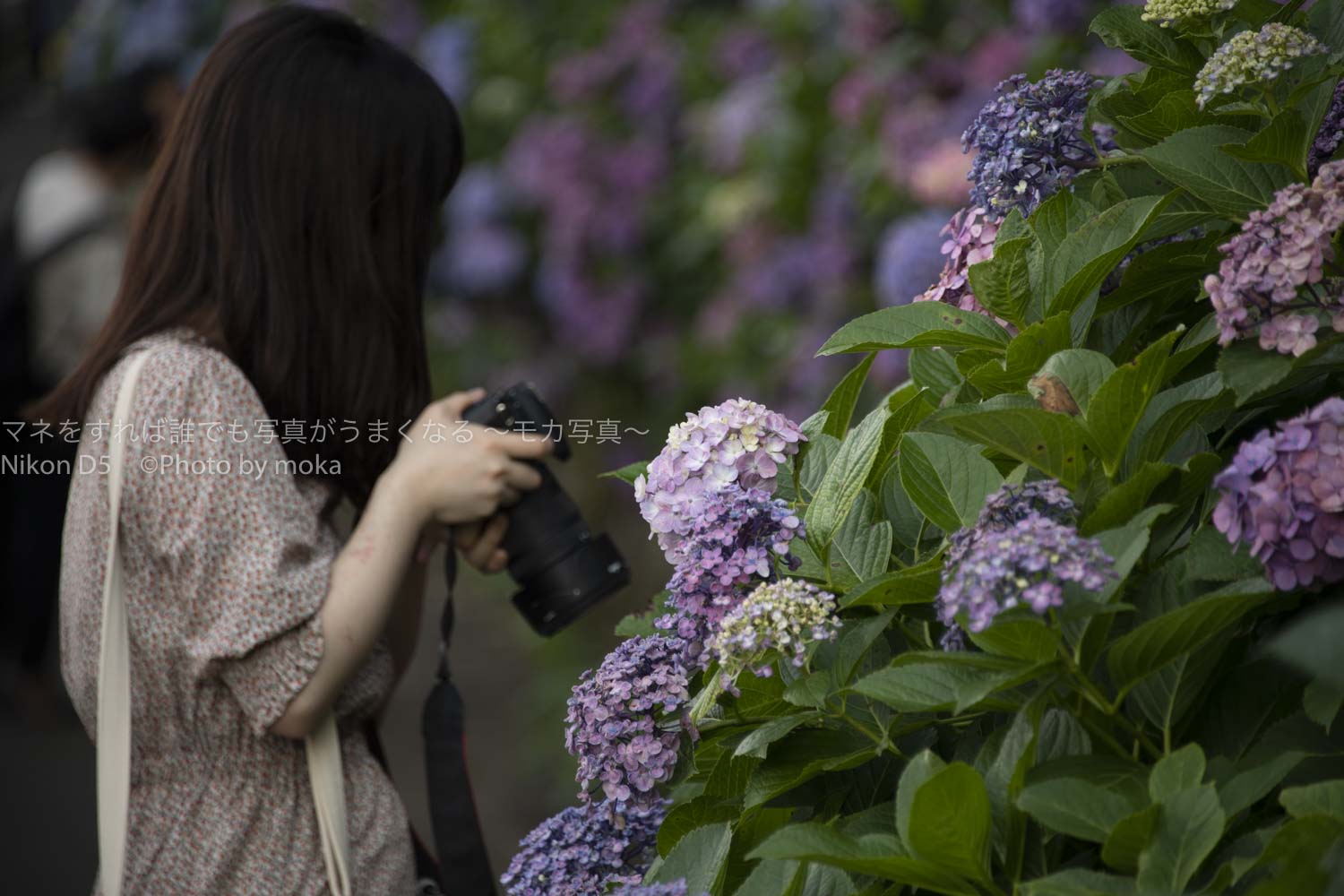 【東京の紫陽花の名所】王子、飛鳥山公園で紫陽花の写真を撮ろう