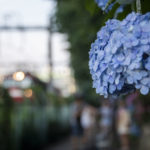 ［６］飛鳥山公園の線路沿いに咲くアジサイ