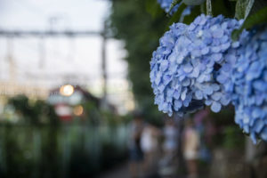 ［６］飛鳥山公園の線路沿いに咲くアジサイ