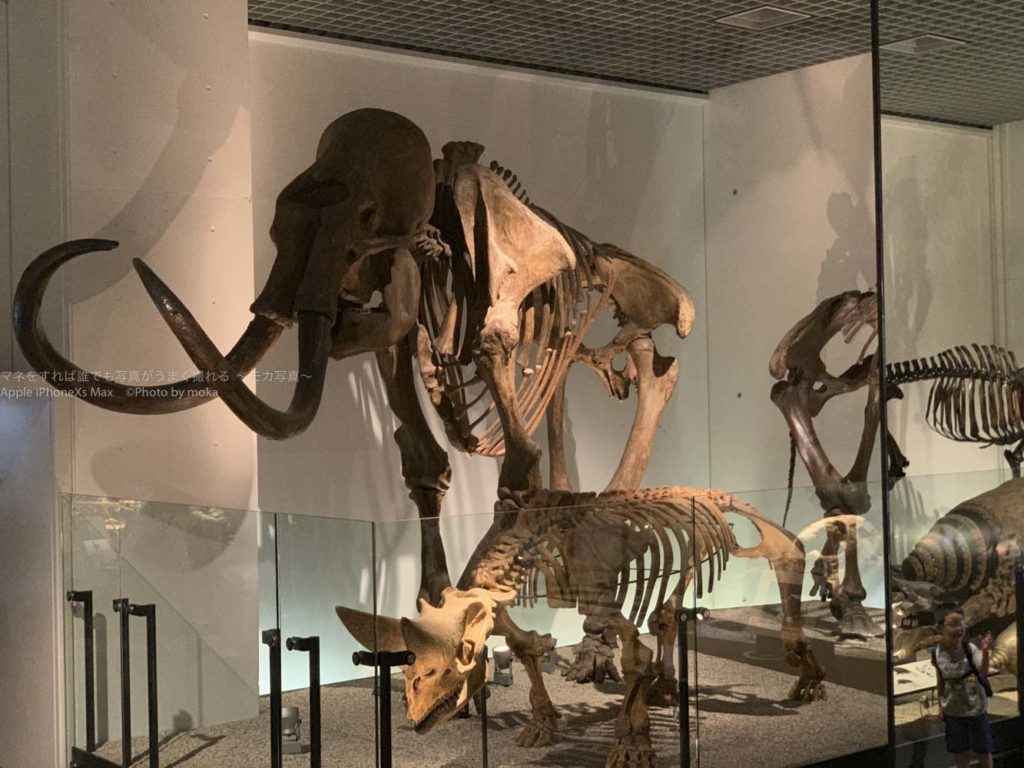 ［６］上野国立科学博物館で恐竜の化石に触れ合う！！
