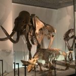 ［６］上野国立科学博物館で恐竜の化石に触れ合う！！