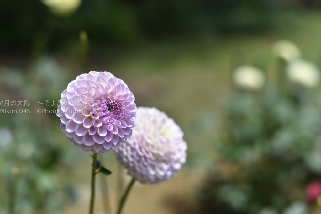 東京の植物園といえば調布の深大寺【ダリアが見頃】