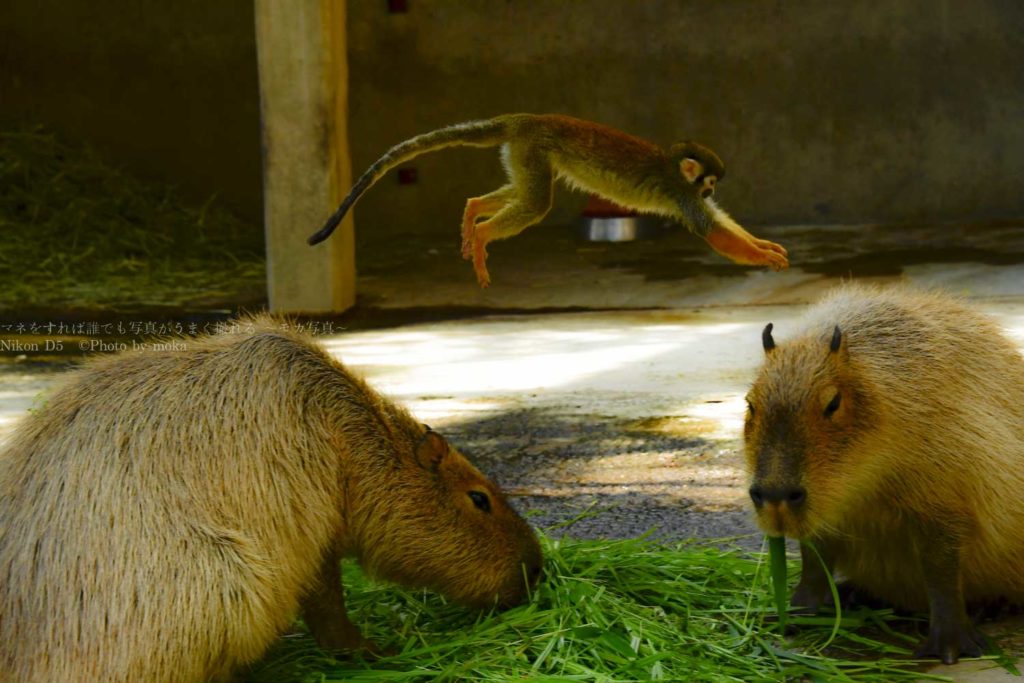 ［６］東武動物公園の仲良し小動物！！