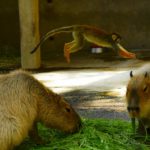 ［６］東武動物公園の仲良し小動物！！