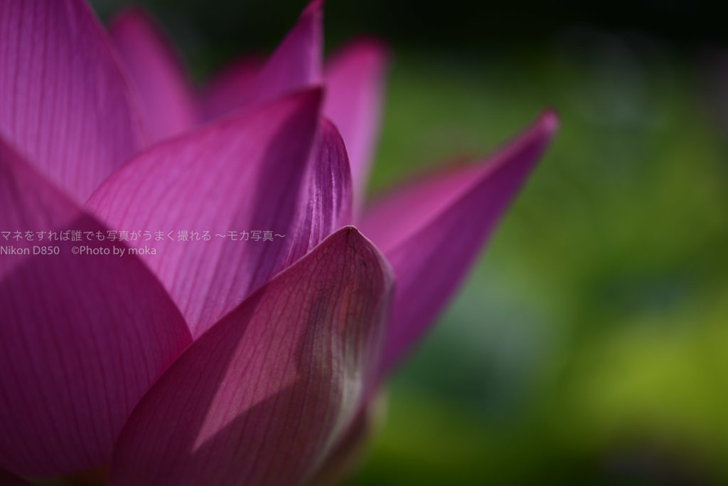 ［６］古代蓮を見るなら早朝がオススメ！！