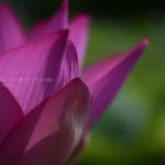 ［６］古代蓮を見るなら早朝がオススメ！！