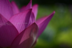 ［６］古代蓮を見るなら早朝がオススメ！！