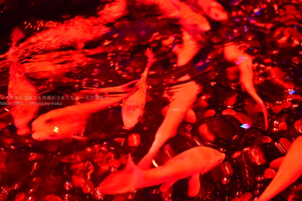 ［６］アートアクアリウム２０１９に出かけよう！！