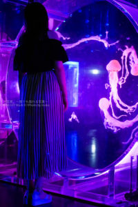 【東京水族館】夜のアクアパーク品川でクラゲに癒やされる