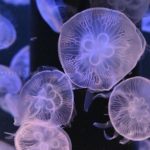 ［６］アクアパークで涼みながらクラゲの写真撮影