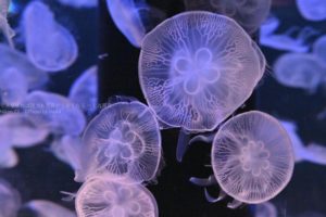 ［６］アクアパークで涼みながらクラゲの写真撮影