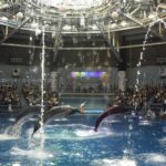 ［６］東京の水族館でイルカショーを写真に撮ろう！