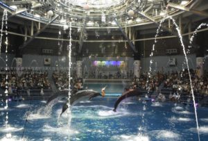 ［６］東京の水族館でイルカショーを写真に撮ろう！